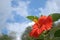 Hibiscus, Red, deep blue sky