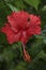 Hibiscus Red Flower