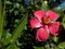 Hibiscus Red Flower