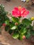 Hibiscus red yellow flower plant green leaf tree