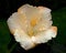 Hibiscus Rosa , beige and creamy type