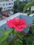 Hibiscus rosa green