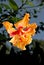 Hibiscus rosa senensis double orange flower