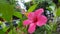 Hibiscus rosa sinensis, China rose, mallow or shoeblackplant with a beautiful pink color.