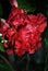 Hibiscus rosa-sinensis Chinese hibiscus, China rose, Hawaiian hibiscus, rose mallow, shoeblackplant red terry flower