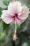 Hibiscus rosa-sinensis, Chinese hibiscus flowering shrub with buds