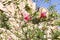 Hibiscus rosa-sinensis or chinesse hibiscus
