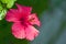 Hibiscus rosa-sinensis flower