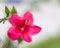 Hibiscus rosa-sinensis flower