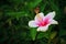 Hibiscus rosa-sinensis flower on tree in the garde