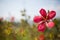 Hibiscus rosa-sinensis flowers