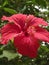 Hibiscus rosa-sinensis or is a genus of flowering plants in the mallow family, Malvaceae. It was a Malaysian national flower call