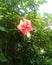 Hibiscus rosa-sinensis nauter.