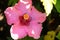 Hibiscus rosa-sinensis Pink Judas flower background