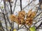 Hibiscus Rosa-sinensis Plant with Seedpod in the Fall.