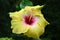 Hibiscus rosa-sinensis, shoe flower, china rose