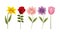 Hibiscus rose daisy tulip flowers decoration banner