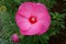 Hibiscus rose mallow cultivated as ornamental plants