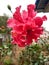 Hibiscus  or rosemallow beautiful flower