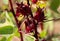 Hibiscus sabdariffa or Jamaican sorel, Roselle fruits on tree in the garden.