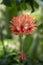 Hibiscus schizopetalus beautiful pink orange flowers in bloom, ornamental amazing flowering plant, hanging flower