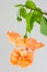 Hibiscus schizopetalus or Coral Hibiscus flower
