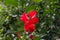 Hibiscus schizopetalus or Fringed Hibiscus
