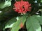 Hibiscus schizopetalus or Fringed rosemallow - Botanical Garden Zurich or Botanischer Garten Zuerich
