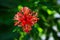 Hibiscus schizopetalus japanese lantern, fringed rosemallow, co