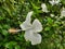 hibiscus shoe flower with anther and dew drops