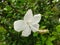 hibiscus shoe flower with anther and dew drops