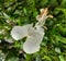 hibiscus shoe flower with anther and dew drops