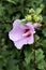 Hibiscus shrub growing and flowering at Lake Iseo