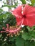 Hibiscus is a shrub of the Malvaceae tribe originating from East Asia and widely grown as an ornamental plant