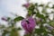 Hibiscus shrub with numerous pink flowers and green leaves