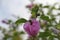 Hibiscus shrub with numerous pink flowers and green leaves