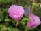 Hibiscus shrub with numerous pink flowers and green leaves