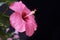 Hibiscus sinensis adonicus pink flower