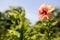 Hibiscus sinensis flower in vivid red pink the National flower of Malaysia