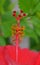 Hibiscus stamen and pistils