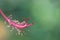 Hibiscus stigma and stamen close up