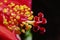 Hibiscus stigma and stamen with pollen