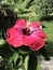 Hibiscus in summer garden