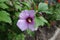 Hibiscus syriacus branch with flower and close buds