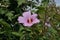 Hibiscus syriacus, of the embankment of the city of Yalta