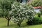 Hibiscus syriacus Red Heart flowering plant growing as small decorative tree filled with open white flowers with red center