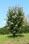 Hibiscus syriacus or Rose of Sharon flowering plant growing as decorative bush filled with blooming violet and dark red flowers