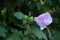 Hibiscus syriacus or Rose of Sharon flowering shrub plant with single open violet trumpet shaped flower next to small flower buds