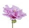 Hibiscus syriacus - Rose of Sharon, Tropical purple flower isolated on white background, with clipping path