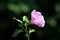Hibiscus syriacus or Rose of Sharon trumpet shaped single flower with flower buds on dark green leaves background